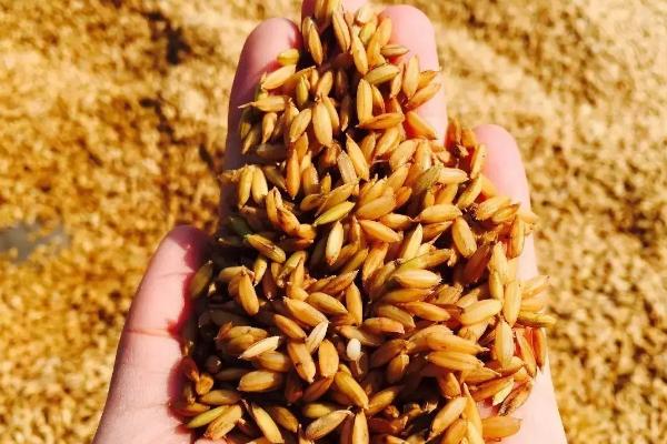 知香优谷儿水稻种子简介，每亩有效穗数17.9万