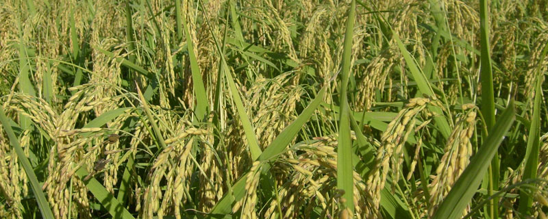 苗两优510水稻种子简介，每亩秧田播种量10-15公斤