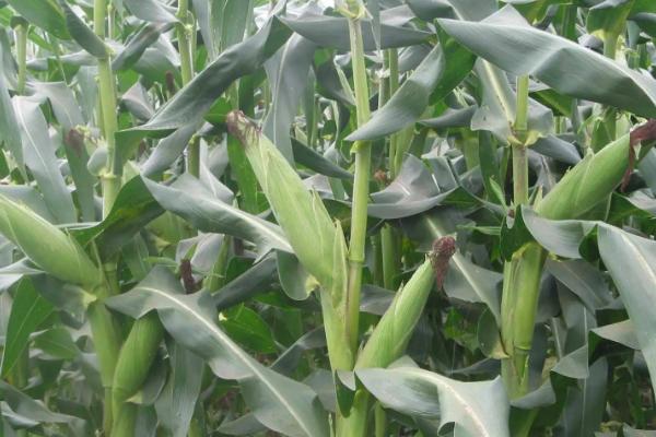 圣甜糯812玉米种简介，在区试3333株/亩密度下