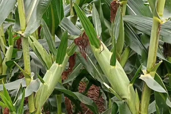 金六谷80玉米种子特征特性，在区试3000株/亩密度下