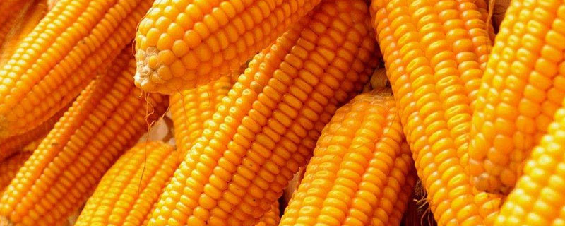 金六谷80玉米种子特征特性