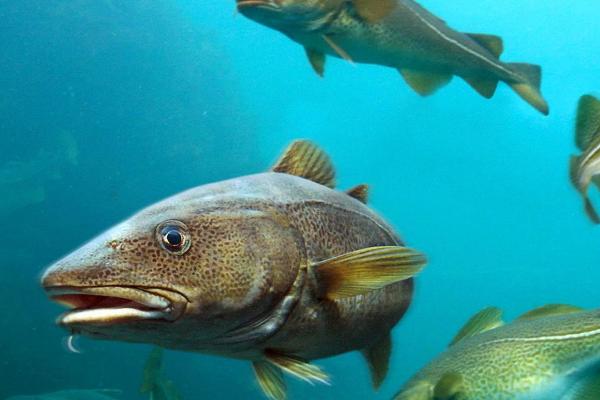 鳕鱼是什么鱼，是底层冷水性群居鱼类