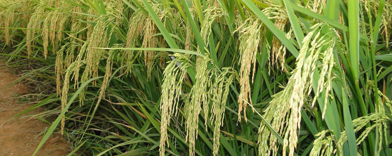 渝紫叶7号水稻种子简介，合理安排播期