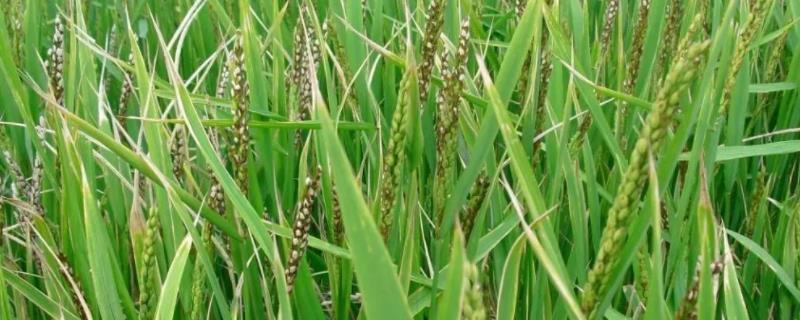 绵紫麦838小麦种简介，适时防治白粉病和赤霉病