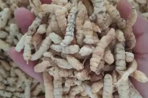 什么是虫参，也叫爬沙虫、是一种药用昆虫