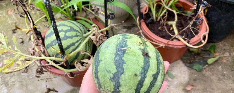 在家如何自己种西瓜，最好选择种在房屋南面的土壤中