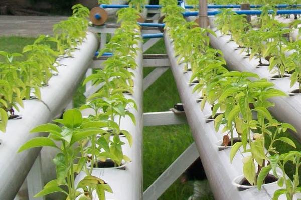 无土种植的优缺点，优点是脱离土壤限制、缺点是投资较大