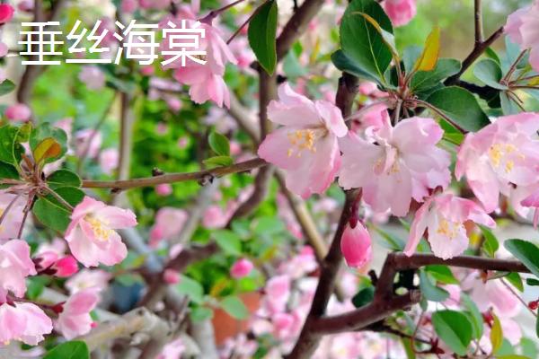 海棠花何时开放，通常为4-5月份