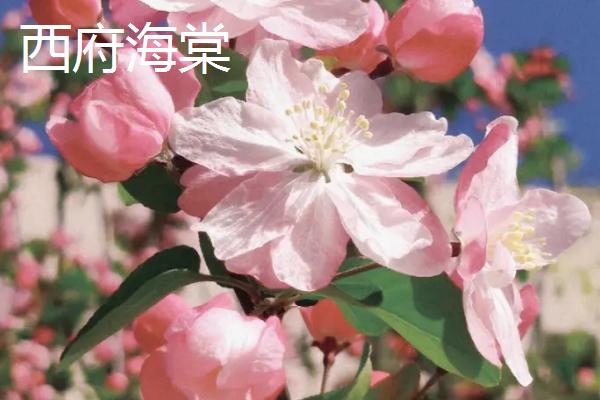 海棠花何时开放，通常为4-5月份