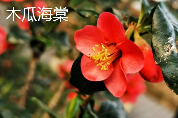 海棠花何时开放，通常为4-5月份