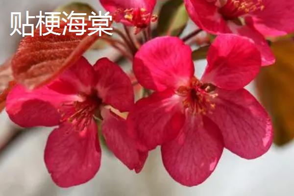 海棠花何时开放，通常为4-5月份