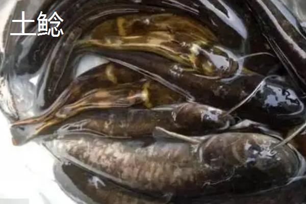 鲶鱼有几个品种，主要有土鲶、大口鲶、塘鲺、埃及胡子鲶这4个品种