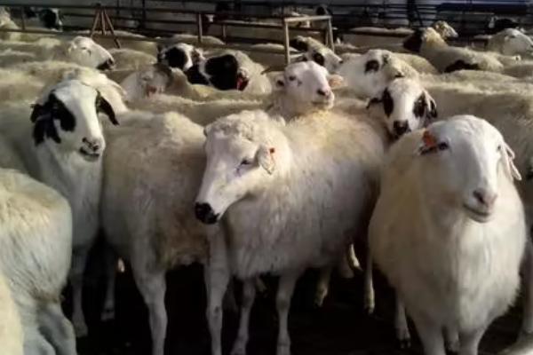 怎么避免羊患上炭疽病，可定期注射无毒炭疽芽胞苗