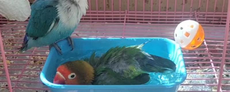 鹦鹉要洗澡吗，很喜欢干净需要洗澡