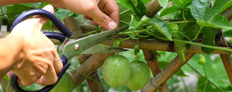 百香果怎样剪枝才高产，必须在植株定植成活的时候进行