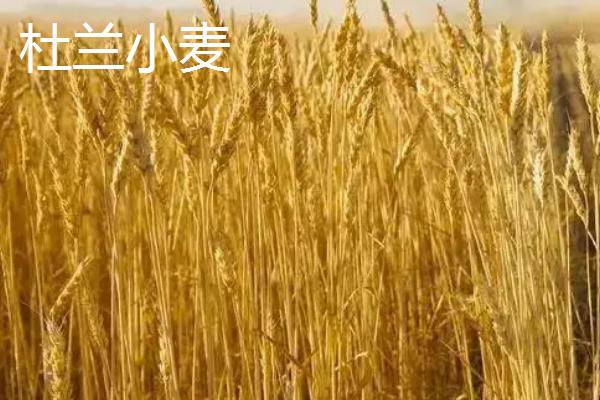杜兰小麦和普通小麦的区别，品种、产地、硬度和用途均不同