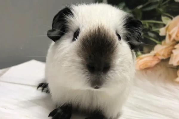 荷兰猪叫声所代表的含义，不同的声音代表不同的含义