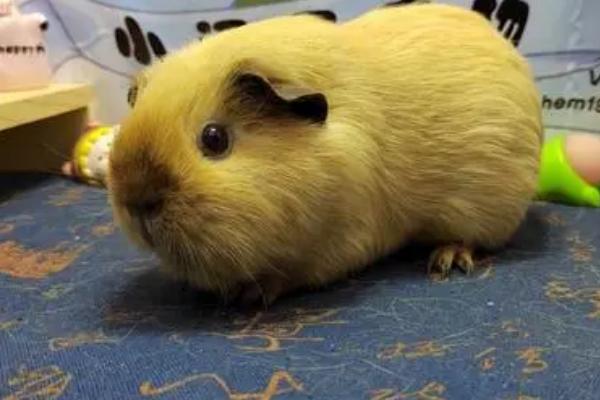 荷兰猪叫声所代表的含义，不同的声音代表不同的含义