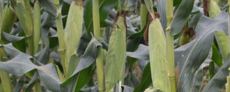 辉玉717玉米品种的特性，高抗茎腐病