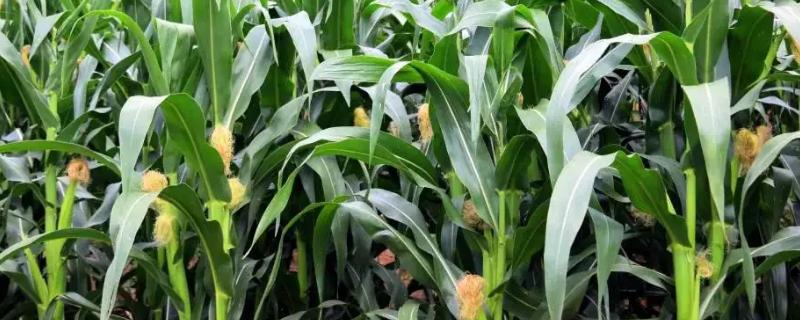 科沃0923玉米种子特征特性，适宜播期4月下旬至5月上旬