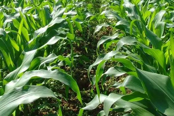 科沃0923玉米种子特征特性，适宜播期4月下旬至5月上旬