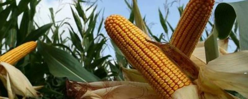 科华272玉米种子介绍，注意防治玉米螟