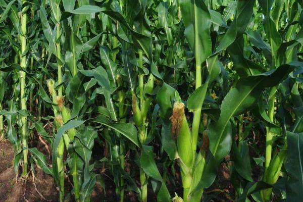 晋锋56玉米品种的特性，适宜播期4月下旬至5月上旬