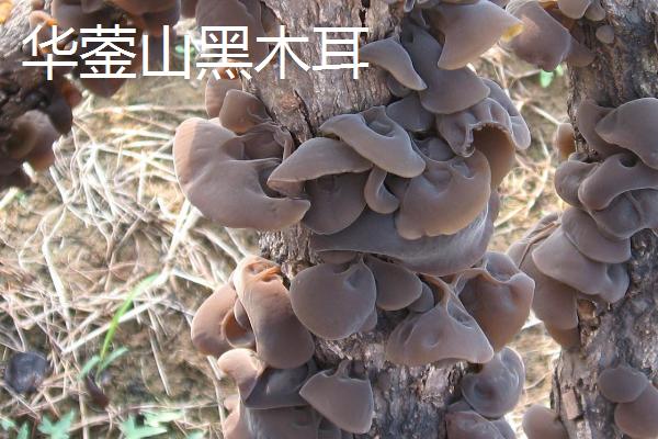 四川省广汉市的特产，包括松林桃、广汉缠丝兔、汉州板鸭等种类