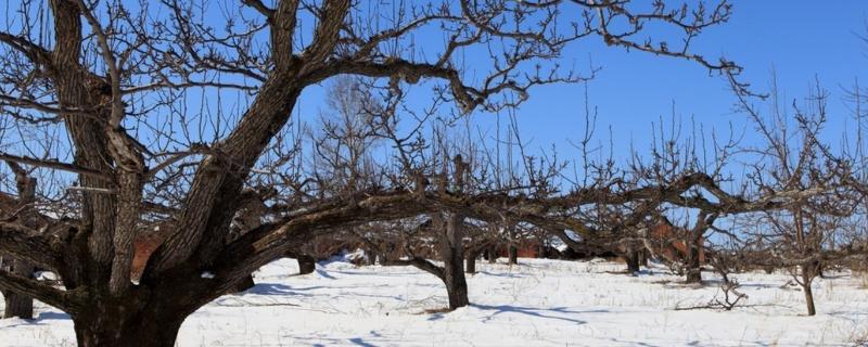 冬季果树哪些部位易受冻害，树枝和树根都容易发生冻害