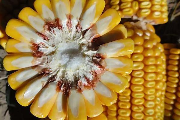 粮玉739玉米品种的特性，中抗矮花叶病