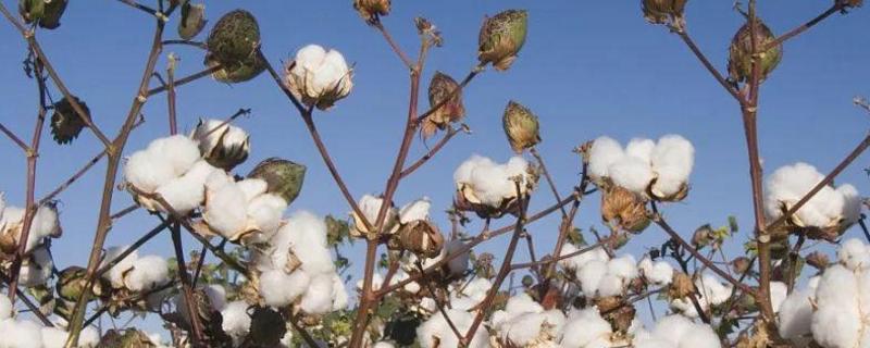 鲁杂235棉花种子特征特性，转抗虫基因三系杂交棉品种