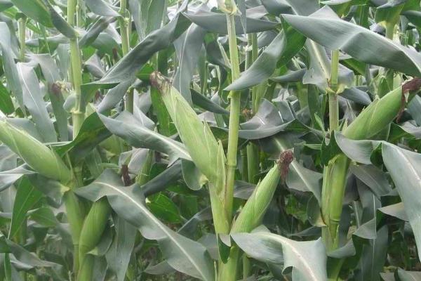 松科709（试验代号：利禾951）玉米种子简介，适宜播种期4月下旬-5月上旬