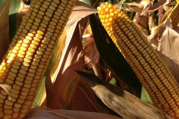 ND2021（试验代号：喜地11）玉米品种的特性，密度4500株/亩左右