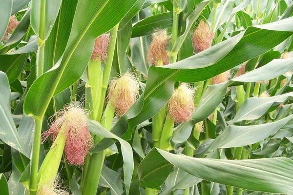 科农218玉米种简介，密度5000-5500株/亩