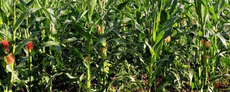 E5500（试验代号：友禾1）玉米种简介，适宜播种期4月上旬-5月上旬