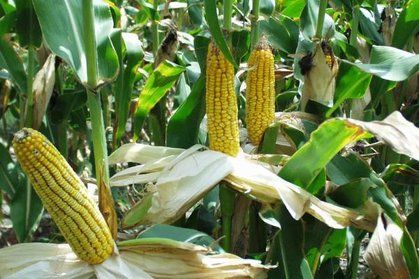 科农218玉米种简介，密度5000-5500株/亩