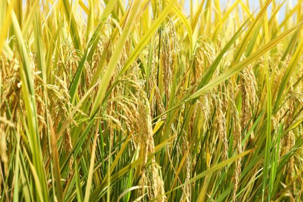 乌兰207水稻种子介绍，4月上旬播种