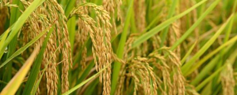 乌兰207水稻种子介绍，4月上旬播种