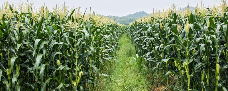 东单906玉米种子简介，密度4000株/亩左右