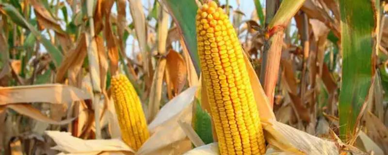 东单2077玉米种子特点，密度4000株/亩左右