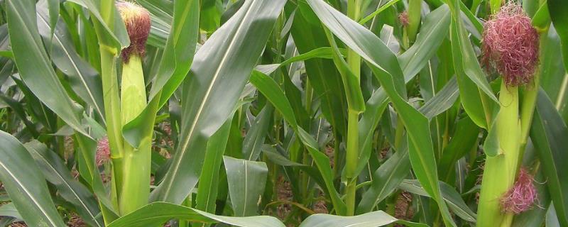 天源717玉米品种的特性，密度4500株/亩左右