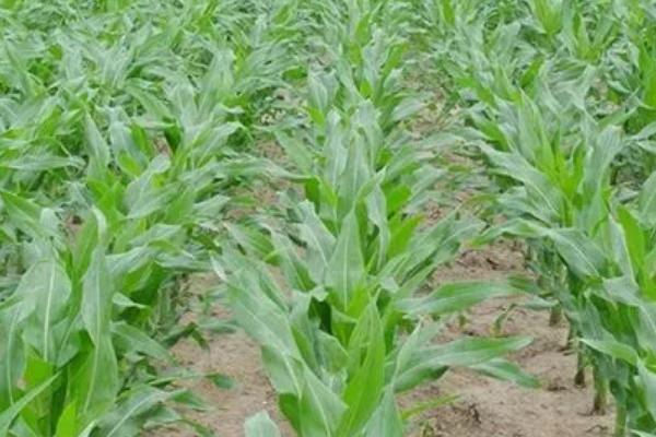 天源717玉米品种的特性，密度4500株/亩左右
