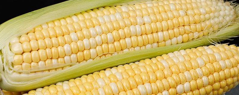 荣航885玉米品种的特性，适宜在肥力中上等的地块种植
