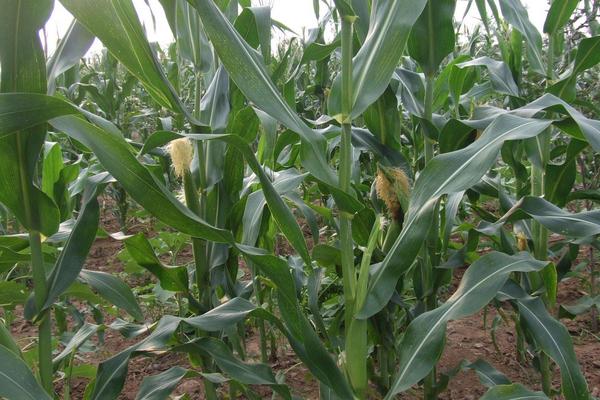 先亚928玉米种子介绍，适宜在肥力中上等的地块种植