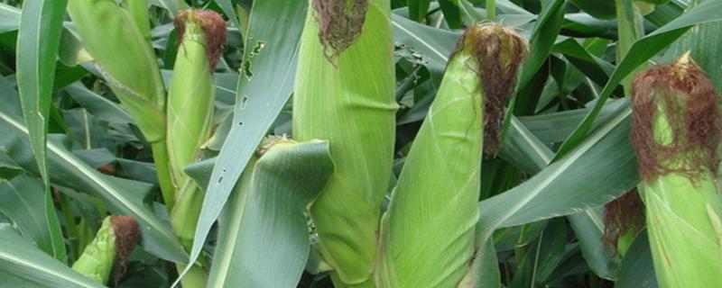 雷奥2098玉米品种简介，密度4500株/亩左右