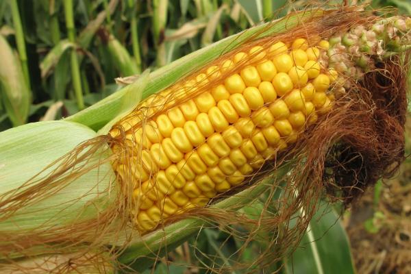 ZT23玉米种子介绍，春播出苗至成熟130天