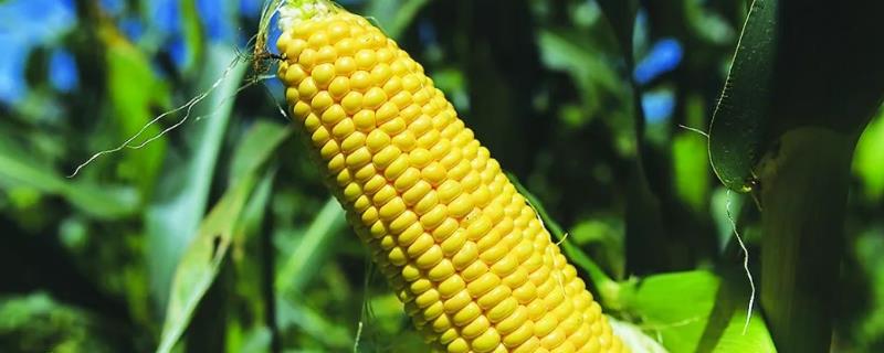 先玉1830玉米品种的特性，高抗丝黑穗病