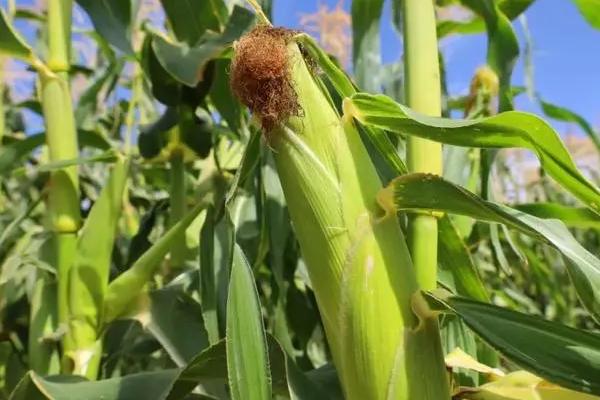 F8659玉米品种的特性，注意防治灰斑病