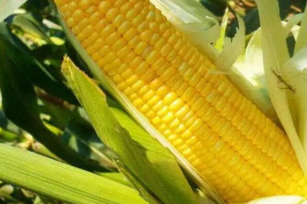 F8659玉米品种的特性，注意防治灰斑病