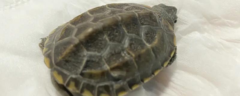 乌龟壳翘起来的原因，可能是龟长大了的表现